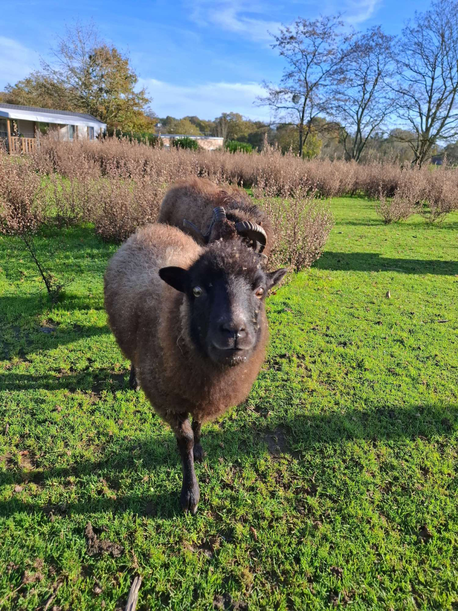 L'Ambois Pays de Loire - Mouilleron-le-Captif visuel 8/32