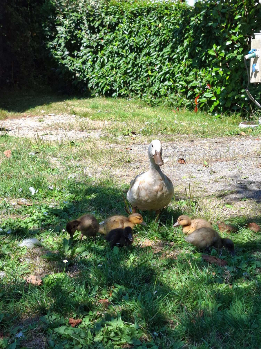 L'Ambois Pays de Loire - Mouilleron-le-Captif visuel 10/32