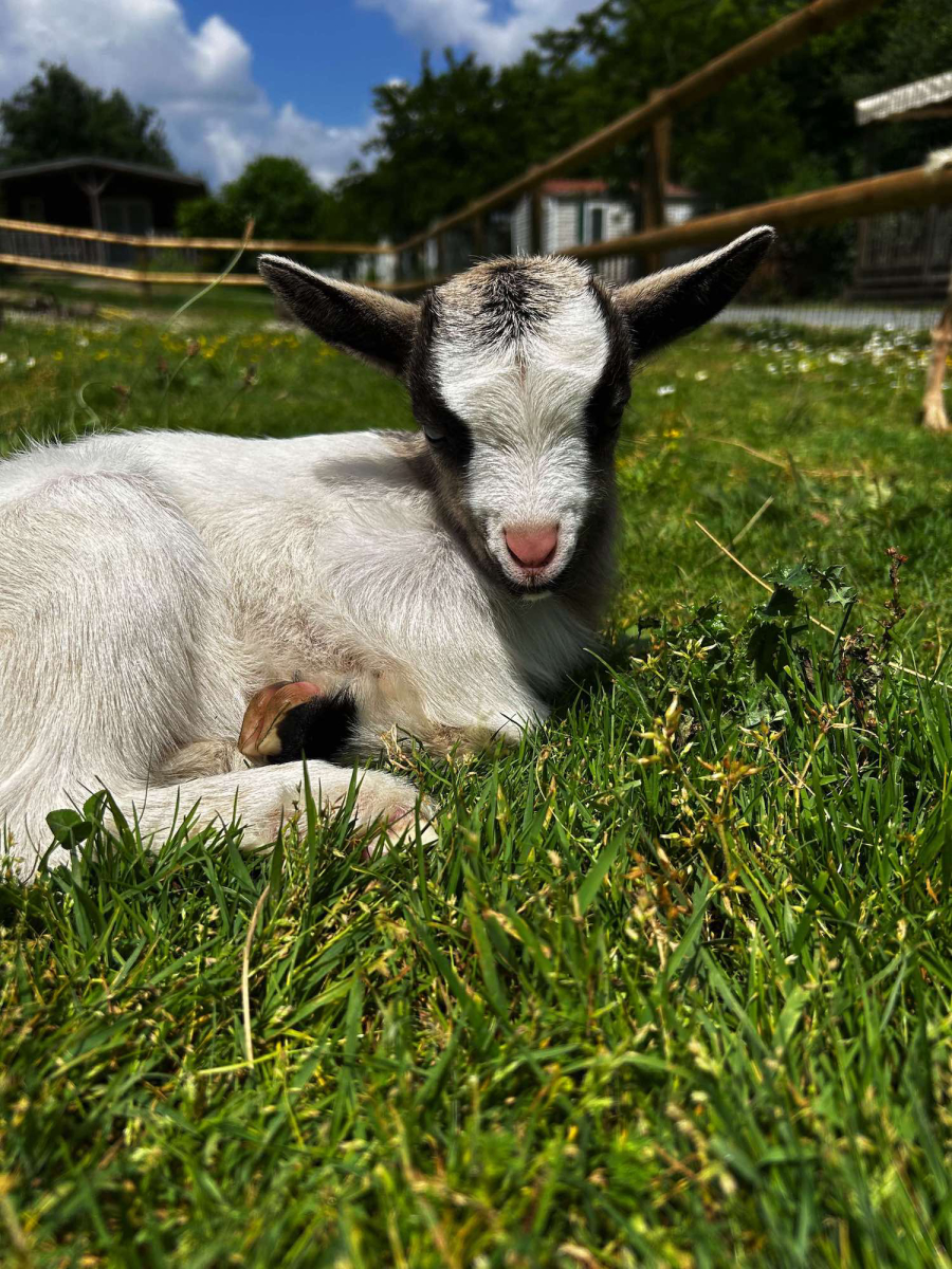 L'Ambois Pays de Loire - Mouilleron-le-Captif visuel 9/32