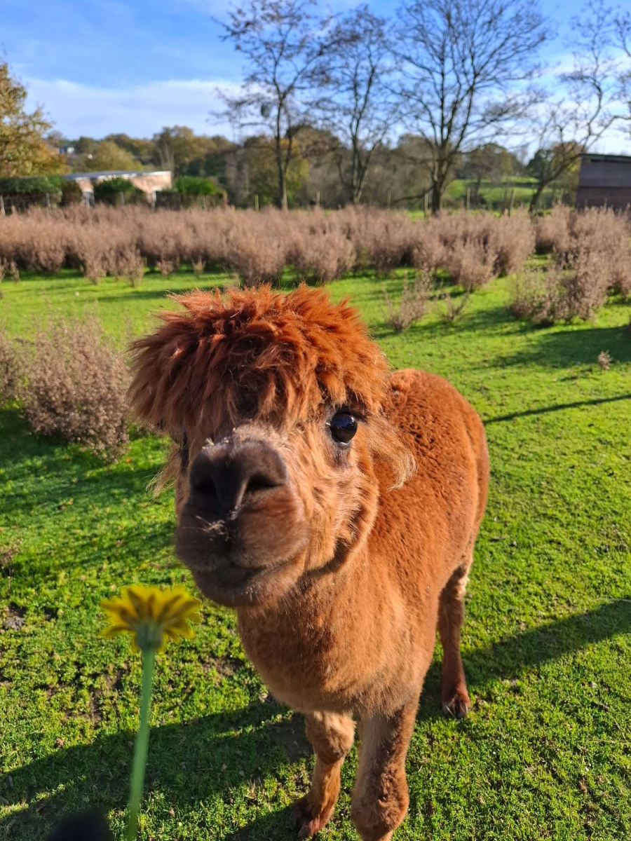 L'Ambois Pays de Loire - Mouilleron-le-Captif visuel 12/32