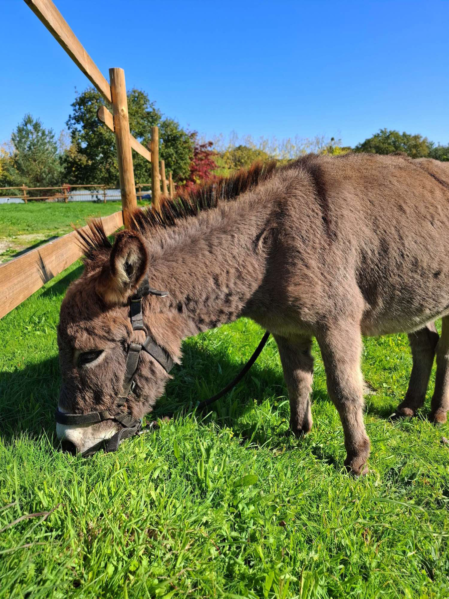 L'Ambois Pays de Loire - Mouilleron-le-Captif visuel 11/32