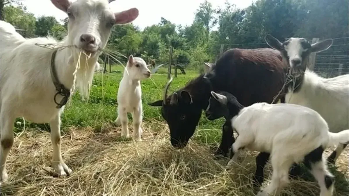 Camping La ferme de la Maison Neuve Pays de Loire - La Ferrière visuel 10/10
