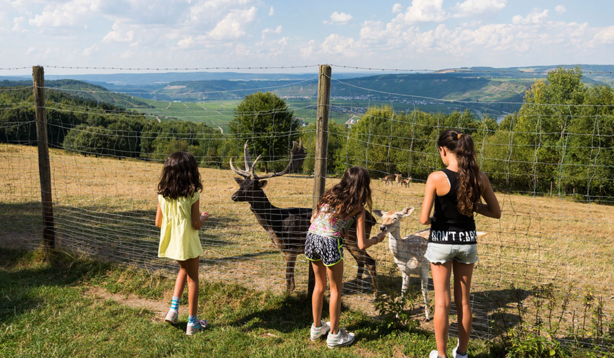 Landal Sonnenberg Rhénanie-Palatinat - Leiwen visuel 3/3
