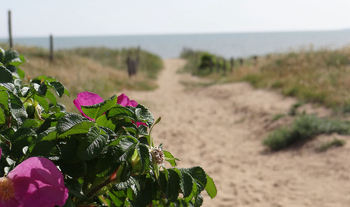Le Bois Verdon Pays de Loire - Saint-Jean-de-Monts visuel 19/20