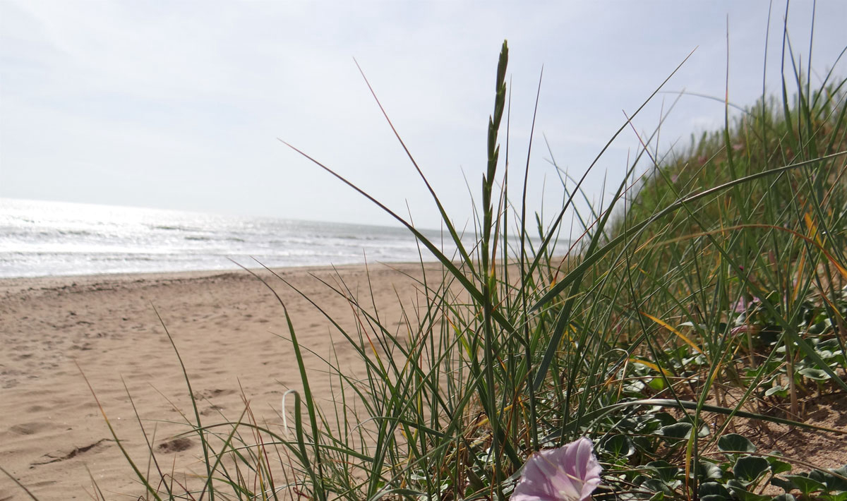Le Bois Verdon Pays de Loire - Saint-Jean-de-Monts visuel 20/20