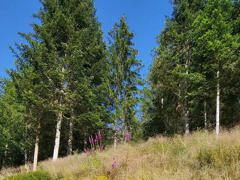 Le Vieux Moulin Languedoc-Roussillon - Grandrieu visuel 4/6
