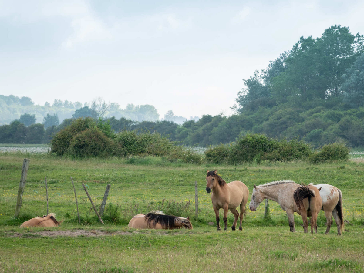Les 3 Sablières Picardie - Le Crotoy visuel 21/21