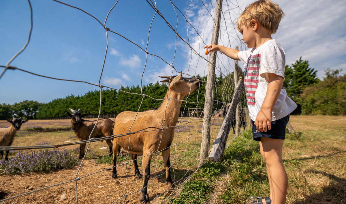 Les Brillas Pays de Loire - Les Moutiers en Retz visuel 7/16