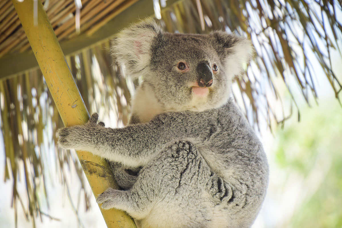 Les Coteaux du Lac Grand Centre - Chemillé-sur-Indrois visuel 30/31