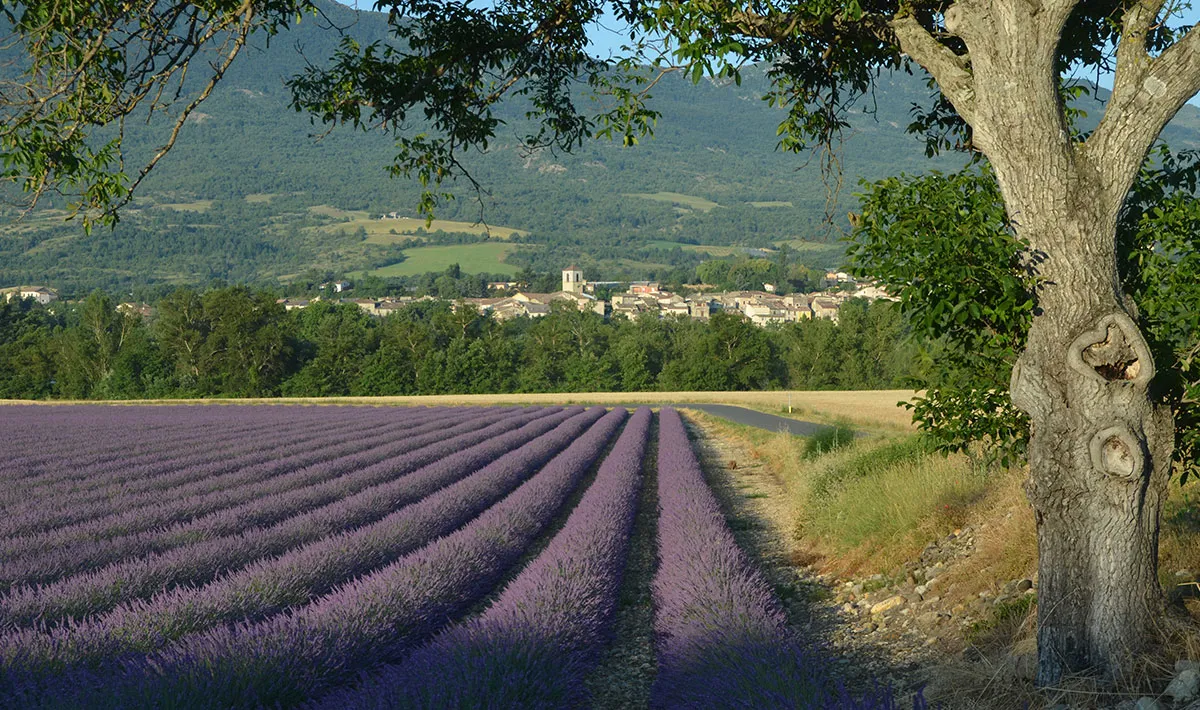 Camping Les Myotis Provence-Alpes-Côte d'Azur - Sisteron visuel 15/17