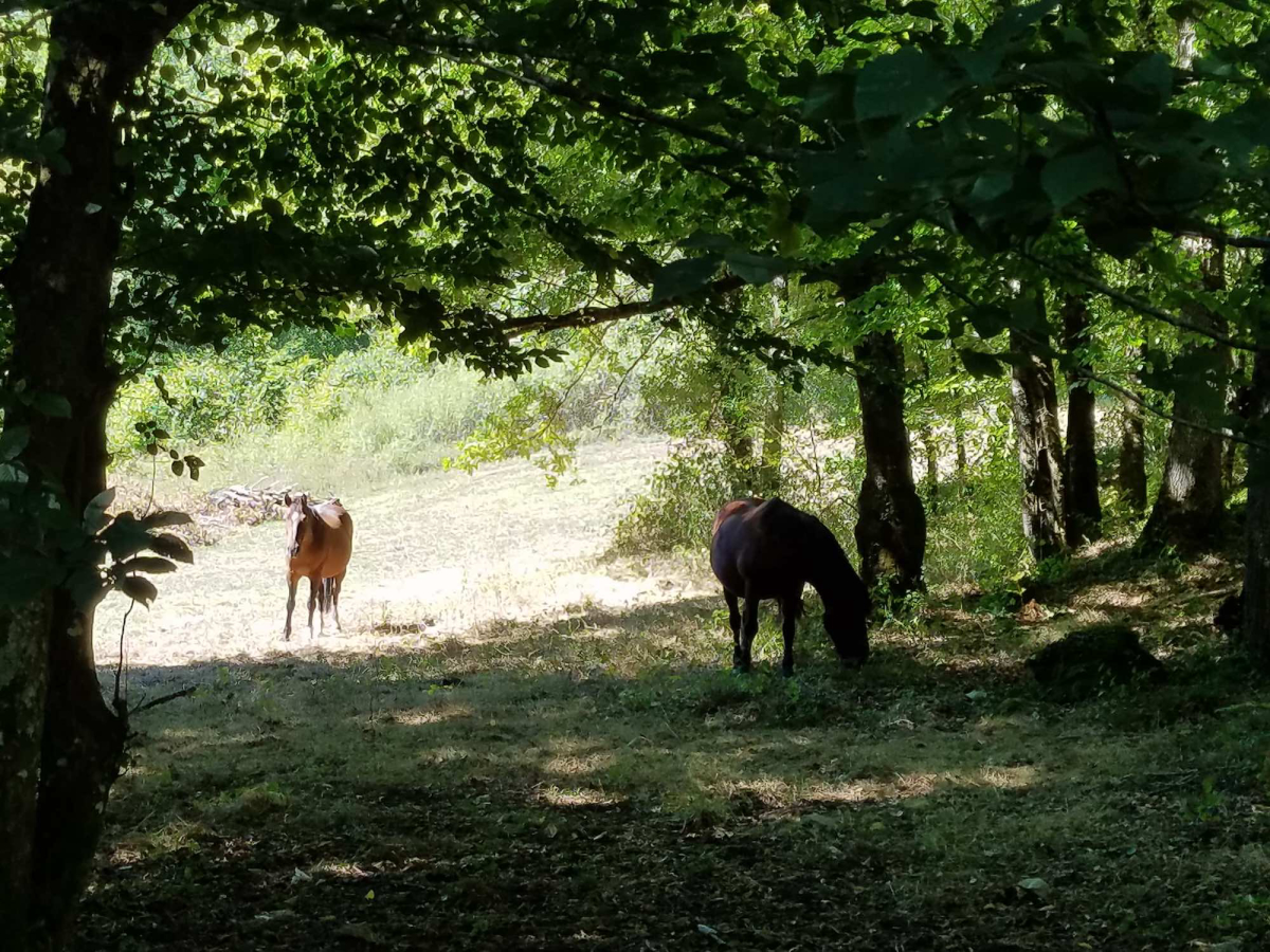 Les Tourterelles Aquitaine - Tourtoirac visuel 7/7