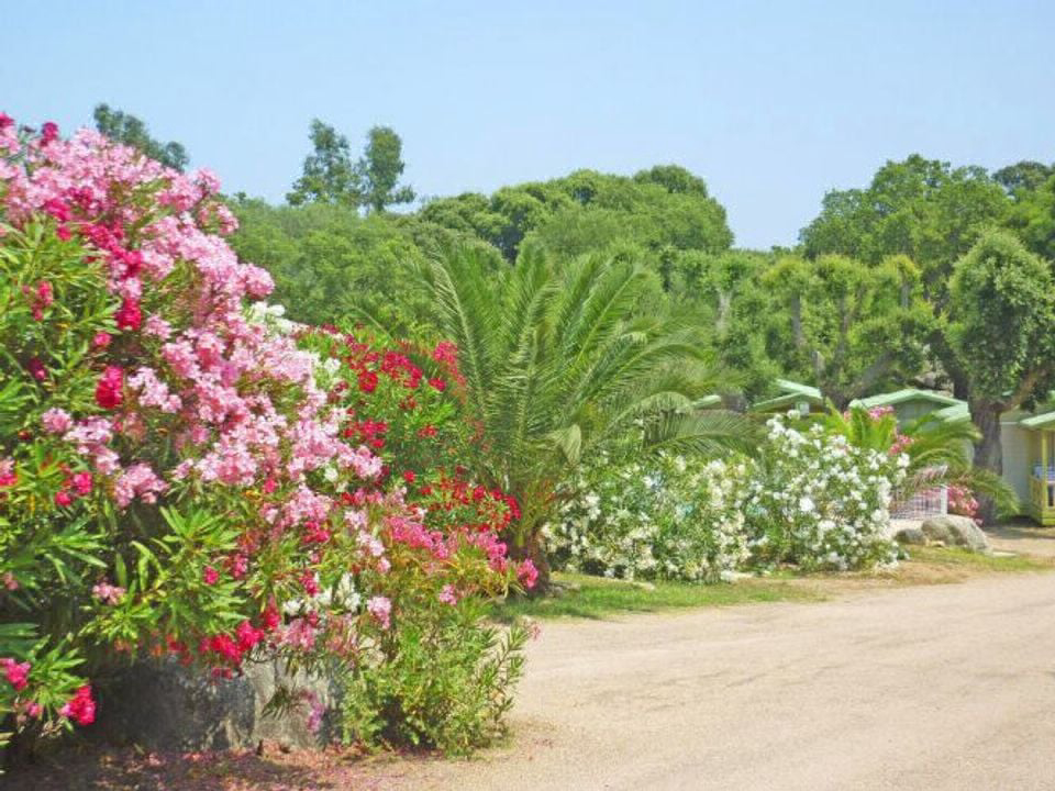Pezza Cardo Corse - Porto-Vecchio visuel 6/7