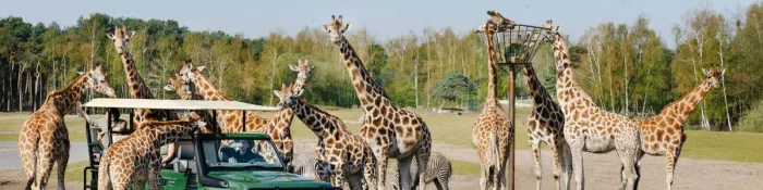 Camping - Hilvarenbeek - Brabant-du-Nord - Beekse Bergen