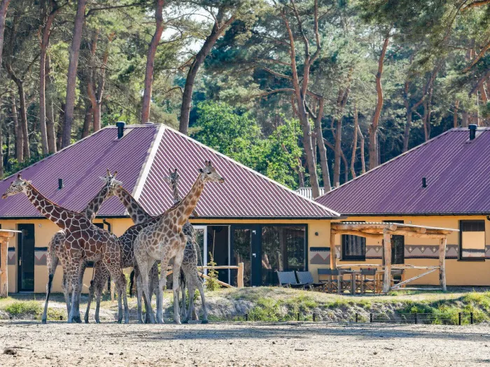 Camping - Hilvarenbeek - Brabant-du-Nord - Beekse Bergen
