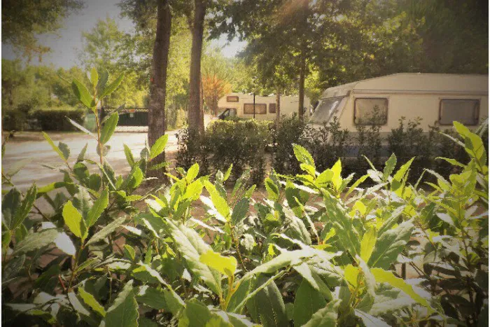 Camping - Torre del Lago Puccini - Toscane - Bosco Verde
