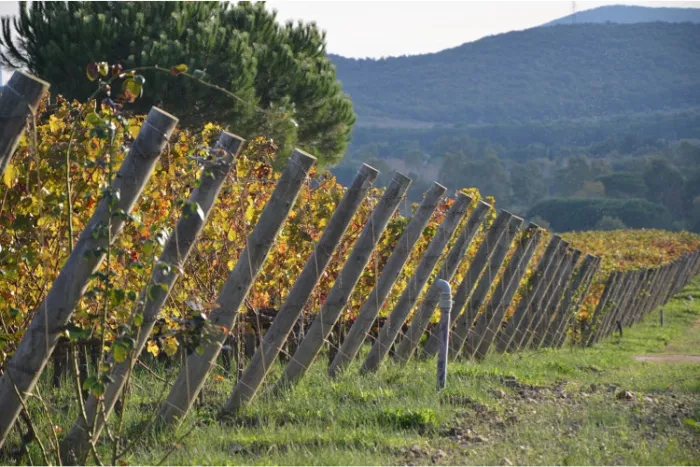 Camping - Piombino - Toscane - Tenuta Poggio Rosso
