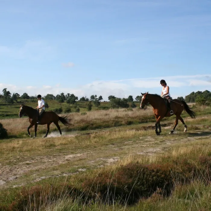 Camping - Hoenderloo - Gueldre - De Pampel