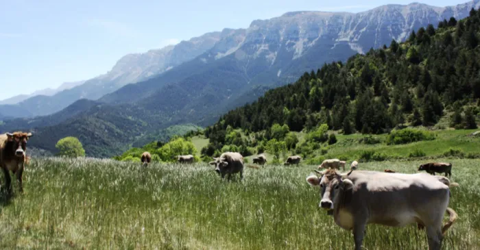 Camping - Montferrer - Catalogne - Gran Sol
