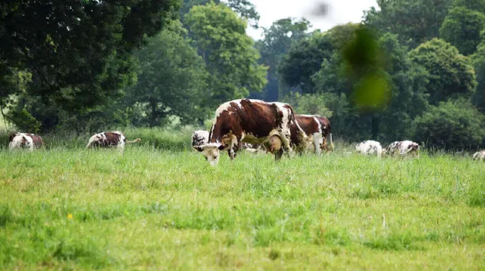 Camping - Sartilly - Basse-Normandie - La Ferme de la Moriciere