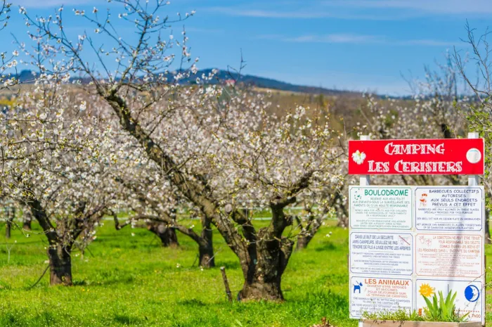 Camping - Céret - Languedoc-Roussillon - Les Cerisiers