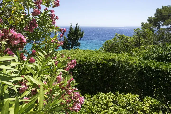 Camping - Le Lavandou - Provence-Alpes-Côte d'Azur - Les Mimosas