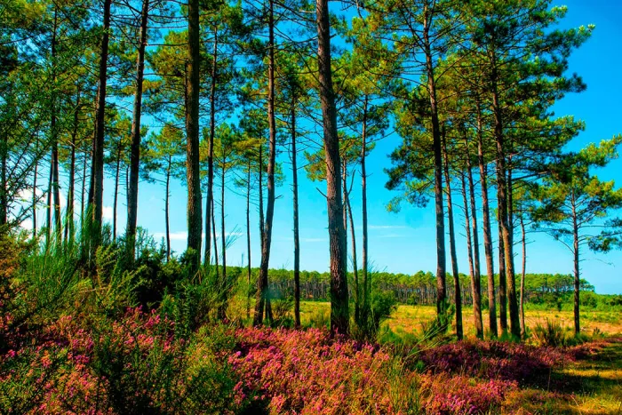 Camping - Lit-et-Mixe - Aquitaine - Les Vignes