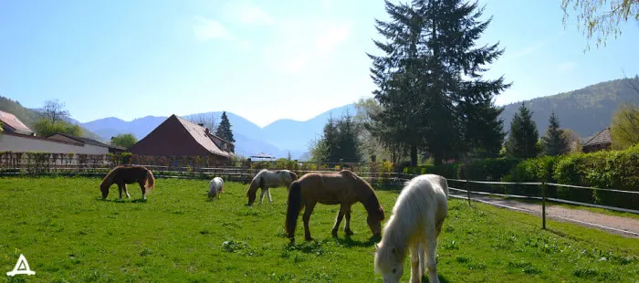 Camping - Münstertal - Bade-Wurtemberg - Münstertal