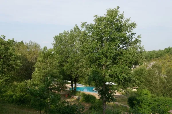 Camping - Sauliac-sur-Célé - Midi-Pyrénées - Aux Lodges du Mas de Nadal