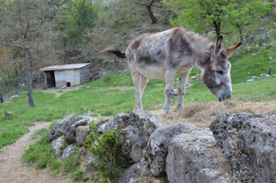 Camping - Castellane - Provence-Alpes-Côte d'Azur - Calme et Nature