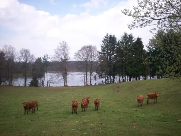 Camping - Meyrignac-l'Église - Limousin - Camping de l'étang