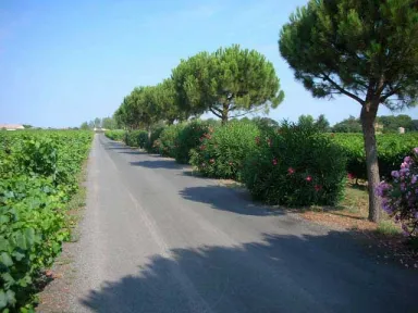 Camping - Pézenas - Languedoc-Roussillon - Camping de Montrose