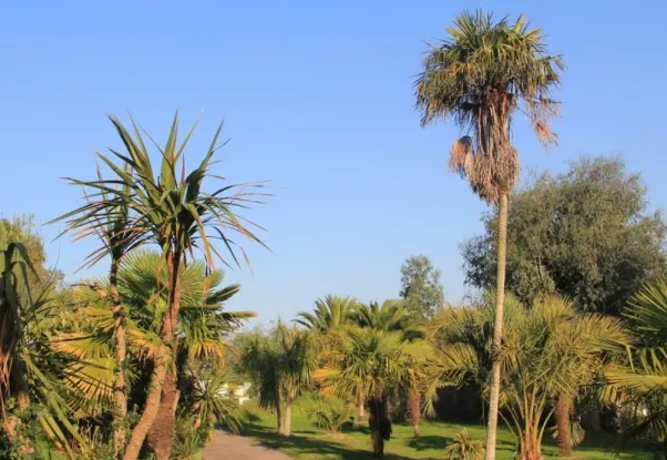 Camping - Binic - Bretagne - Camping des palmiers