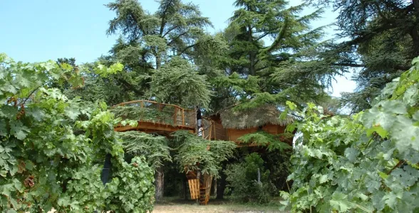 Camping - Castries - Languedoc-Roussillon - Domaine Saint Jean de l'Arbousier