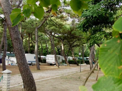 Camping - Marina di Bibbona - Toscane - Il Capannino