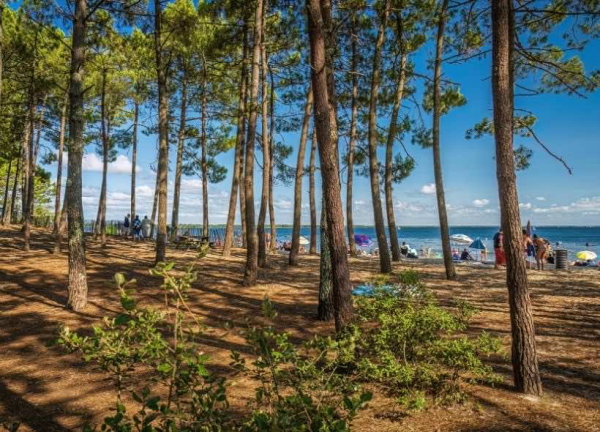 Camping - Hourtin - Aquitaine - L'Orée du Bois - Image #50