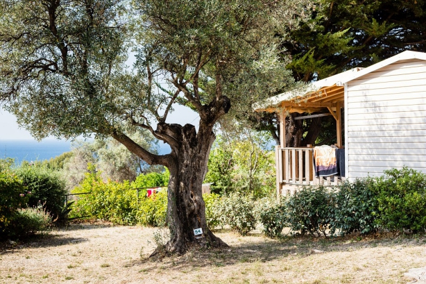 Camping - La Ciotat - Provence-Alpes-Côte d'Azur - La Baie des Anges - Image #10