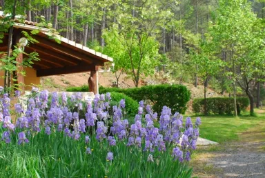 Camping - Saint-Jean-du-Gard - Languedoc-Roussillon - La Forêt