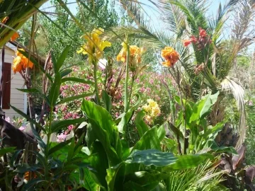 Camping - Vendres - Languedoc-Roussillon - la Plage et du Bord de Mer