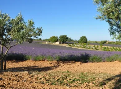 Camping - Saint-Maime - Provence-Alpes-Côte d'Azur - La Rivière