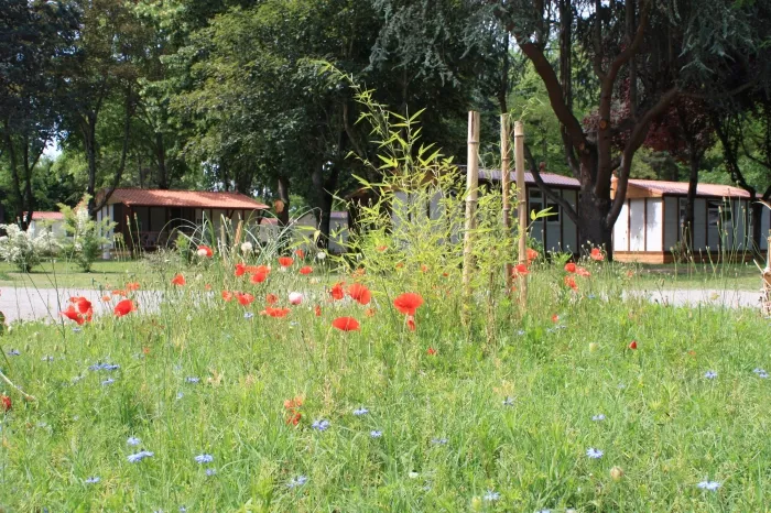 Camping - Pamiers - Midi-Pyrénées - L'Apamée
