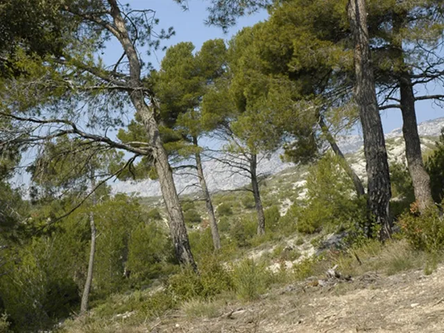 Camping - Puyloubier - Provence-Alpes-Côte d'Azur - Camping Le Cezanne