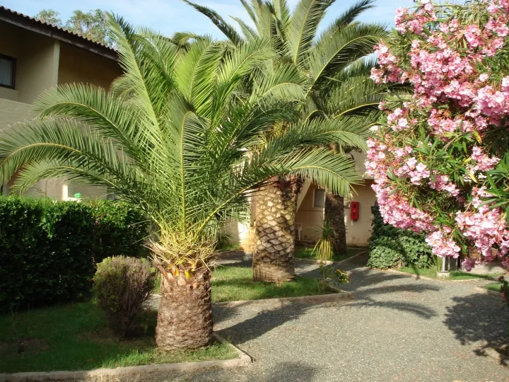 Camping - Calvi - Corse - Les Castors