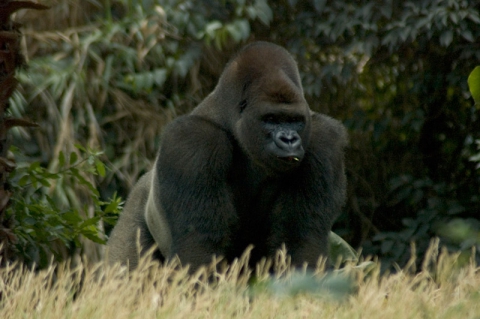 Camping - Saint-Sornin - Poitou-Charentes - Les Etangs Mina - Image #10