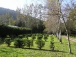 Camping - Gérardmer - Lorraine - Les Granges Bas