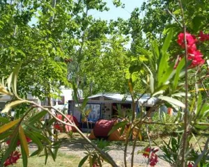 Camping - Portiragnes - Languedoc-Roussillon - Les Mimosas