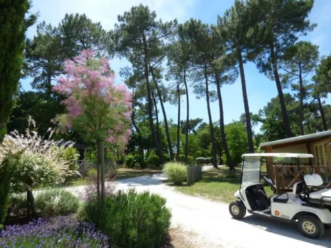 Camping - Hourtin - Aquitaine - Les Ourmes