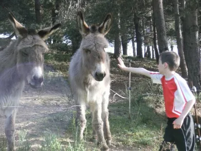 Camping - Le Crestet - Rhône-Alpes - Les Rôches