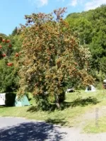 Camping - Saint-Pierre-Colamine - Auvergne - L'Ombrage
