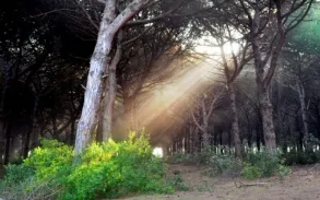 Camping - Anzio - Latium - Parco della Gallinara