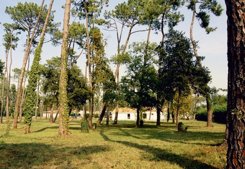 Camping - Ronce-les-Bains - Poitou-Charentes - Résidence Club Sous les Pins